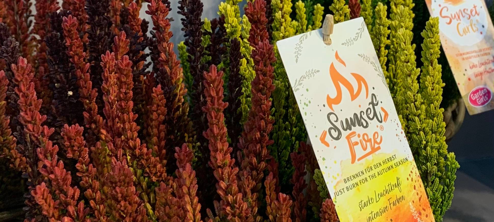 Pflanzenmesse in Essen: Diese Pflanzen sind am leichtesten zu pflegen!