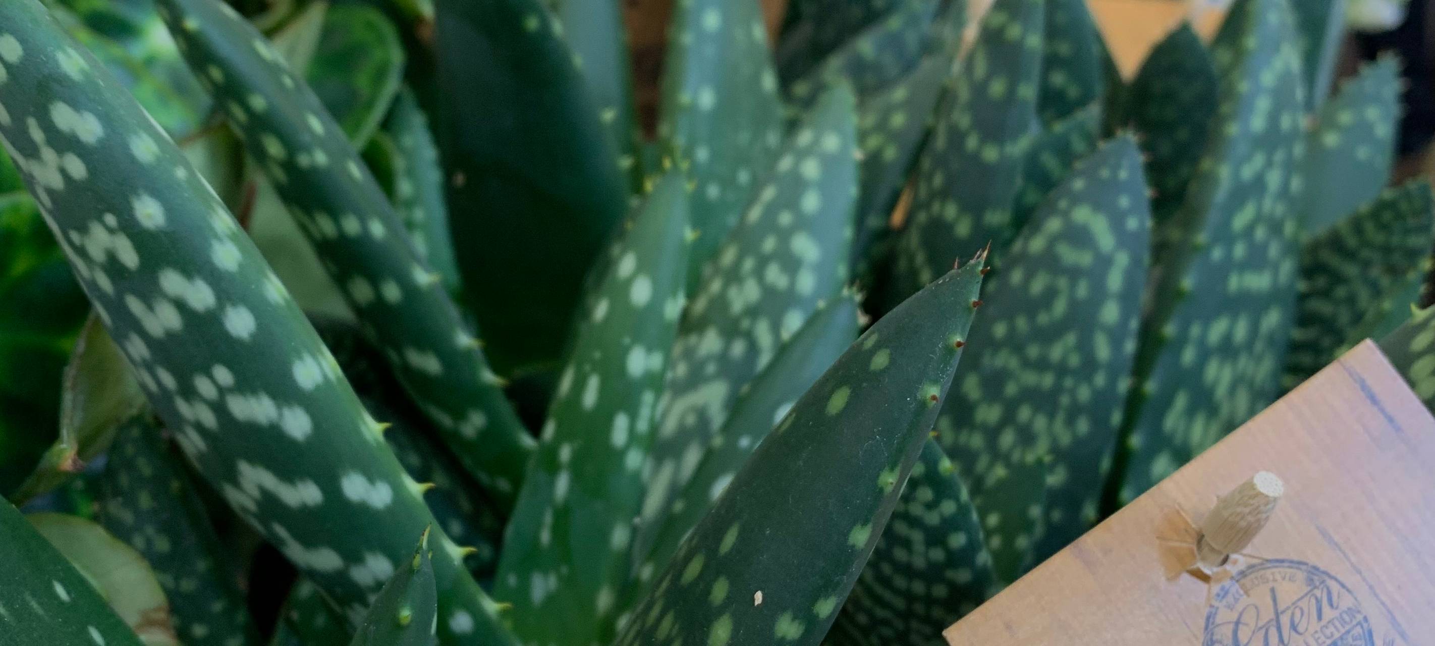 Pflanzenmesse in Essen: Diese Pflanzen sind am leichtesten zu pflegen!