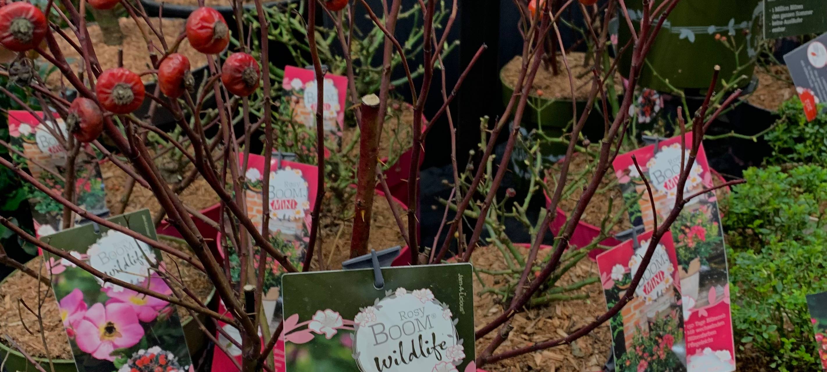 Pflanzenmesse in Essen: Diese Pflanzen sind am leichtesten zu pflegen!