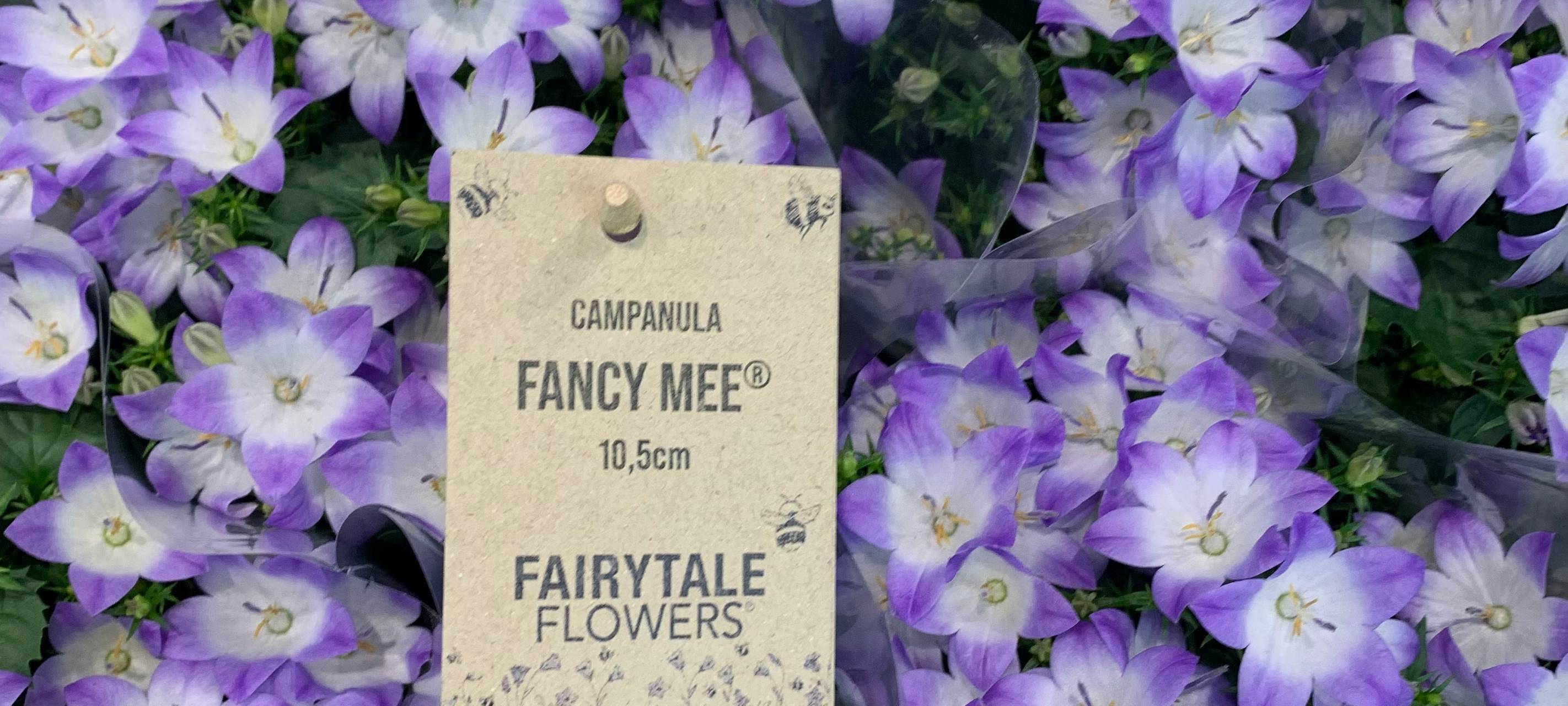 Pflanzenmesse in Essen: Diese Pflanzen sind am leichtesten zu pflegen!