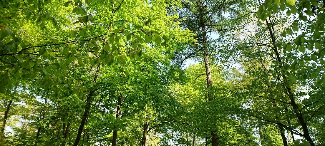 Wald in Essen auf höchstem Umweltstandard