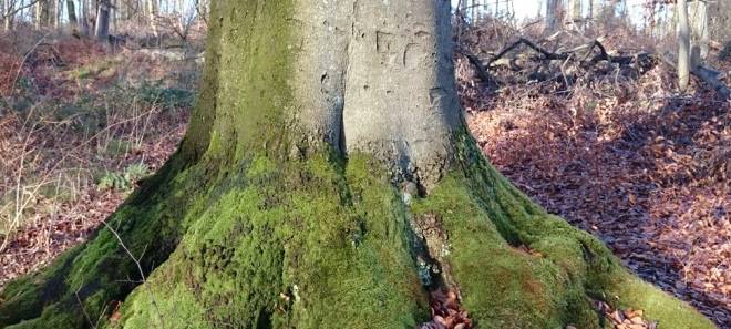 Bäume in Essen für die Zukunft gepflanzt