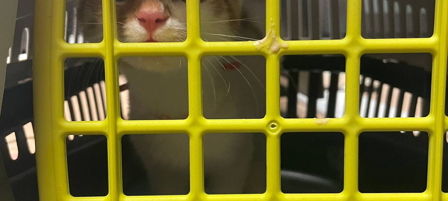 Katze am Hauptbahnhof Essen ausgesetzt