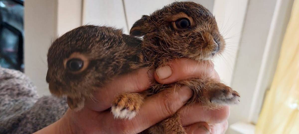 Wildtiere in Essen - Nachwuchs für unsere Stadt