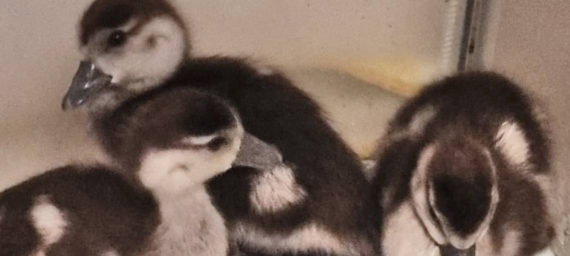 Wildtiere in Essen - Nachwuchs für unsere Stadt