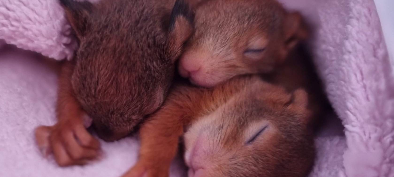 Wildtiere in Essen - Nachwuchs für unsere Stadt
