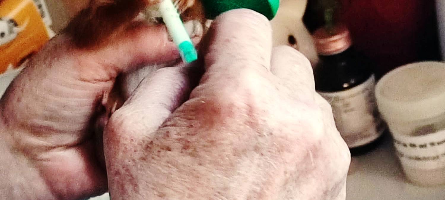 Wildtiere in Essen - Nachwuchs für unsere Stadt