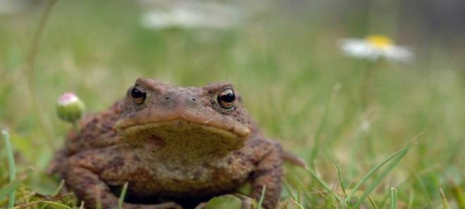 In Essen müssen wieder Kröten über die Straßen - Achtung!