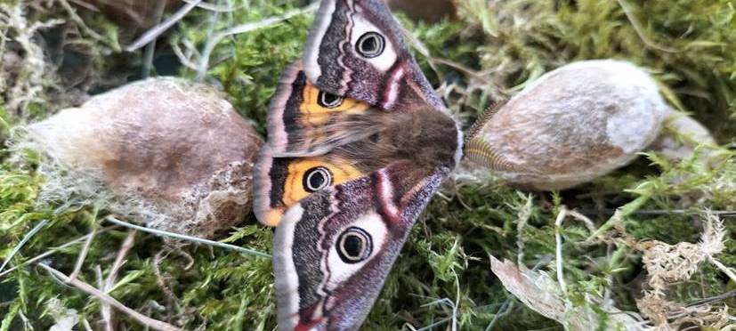 Sensation in Essen im Schmetterlingshaus