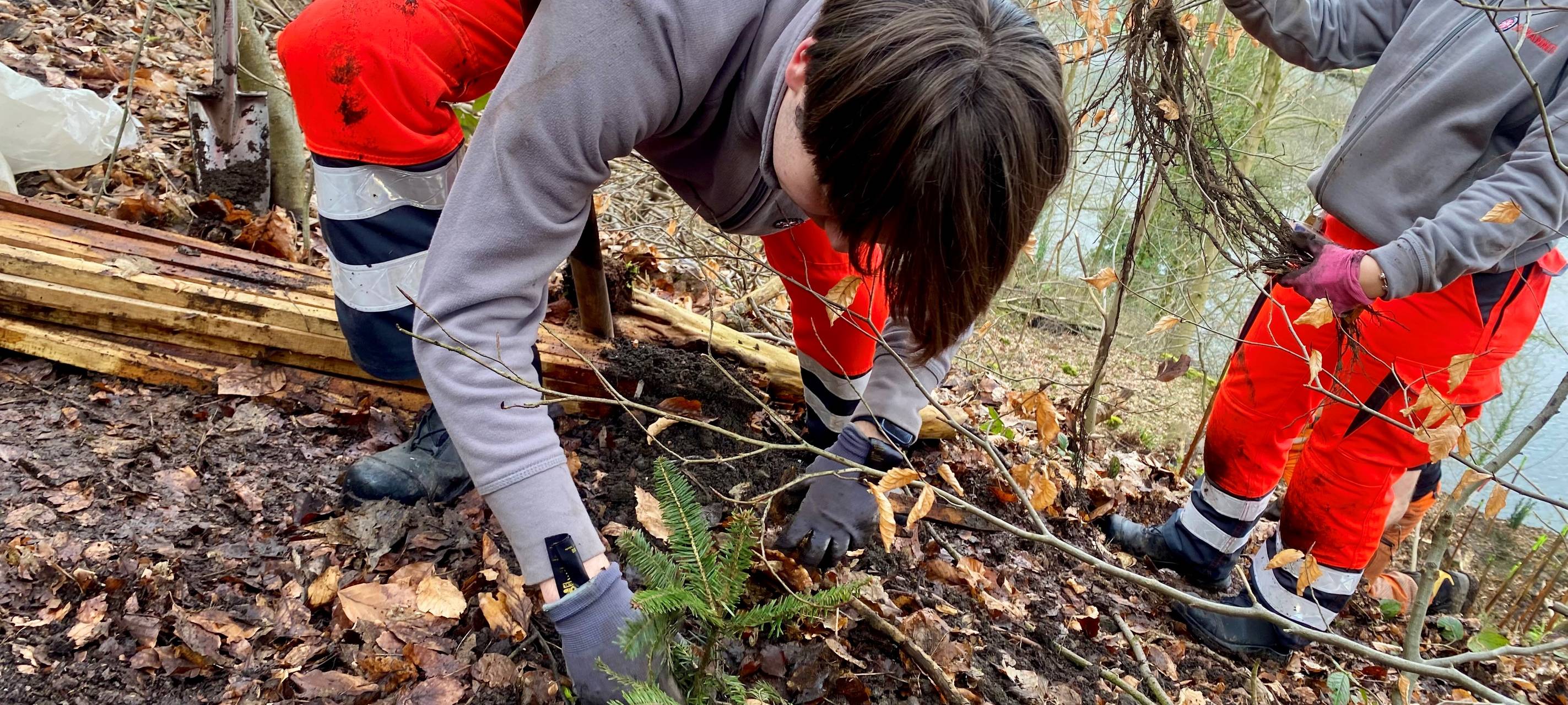 Abgerutschter Hang in Essen: Tausend neue Bäume gepflanzt