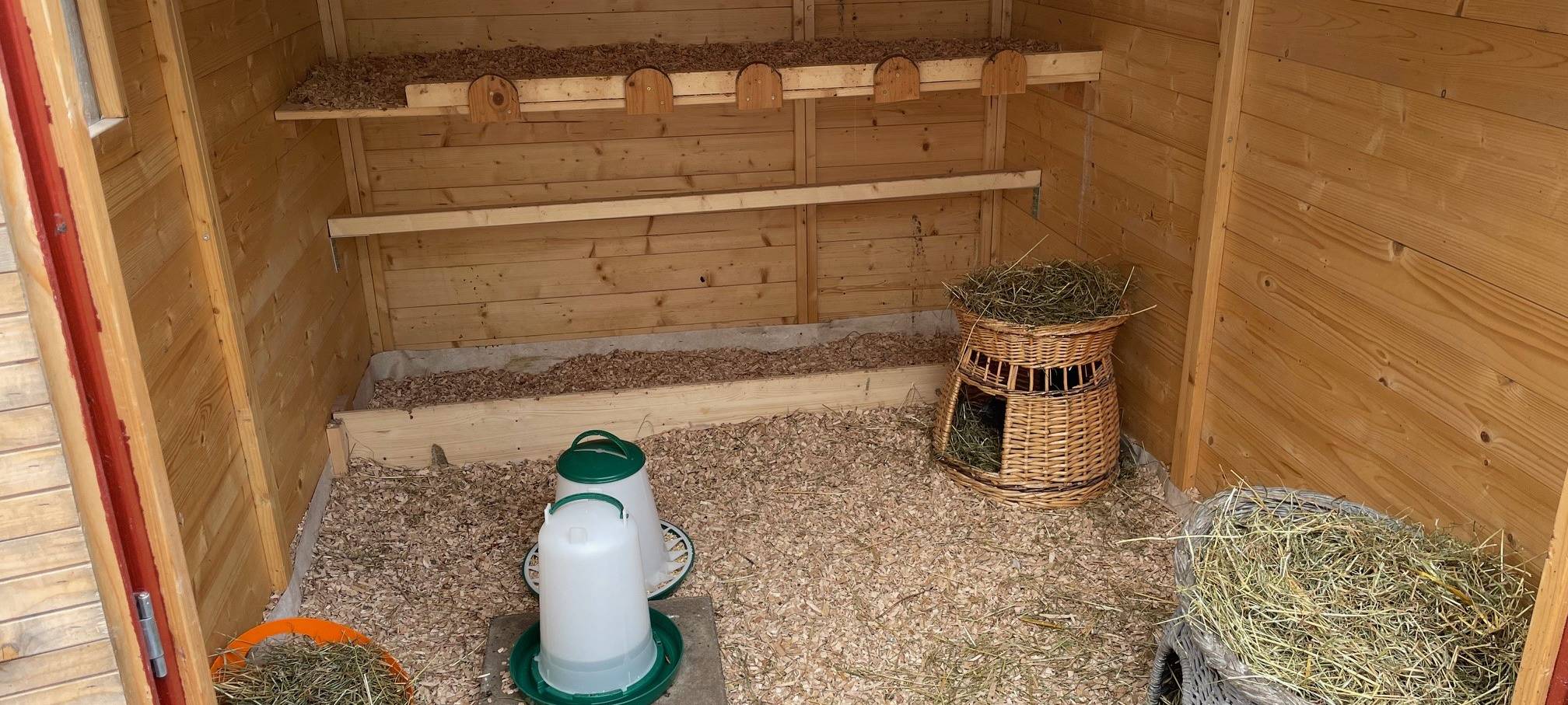 Tierheim Essen: Konstantin und seine Hennen