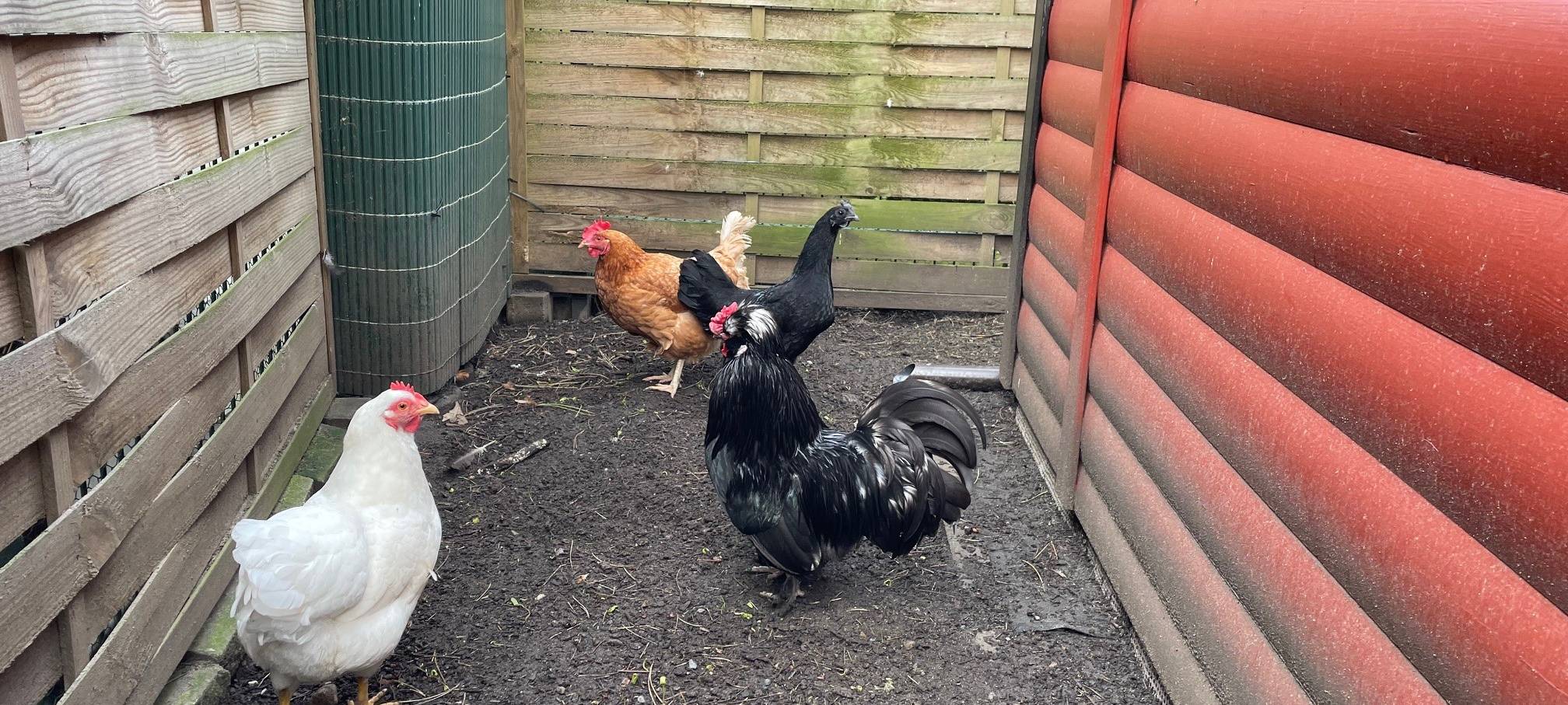 Tierheim Essen: Konstantin und seine Hennen