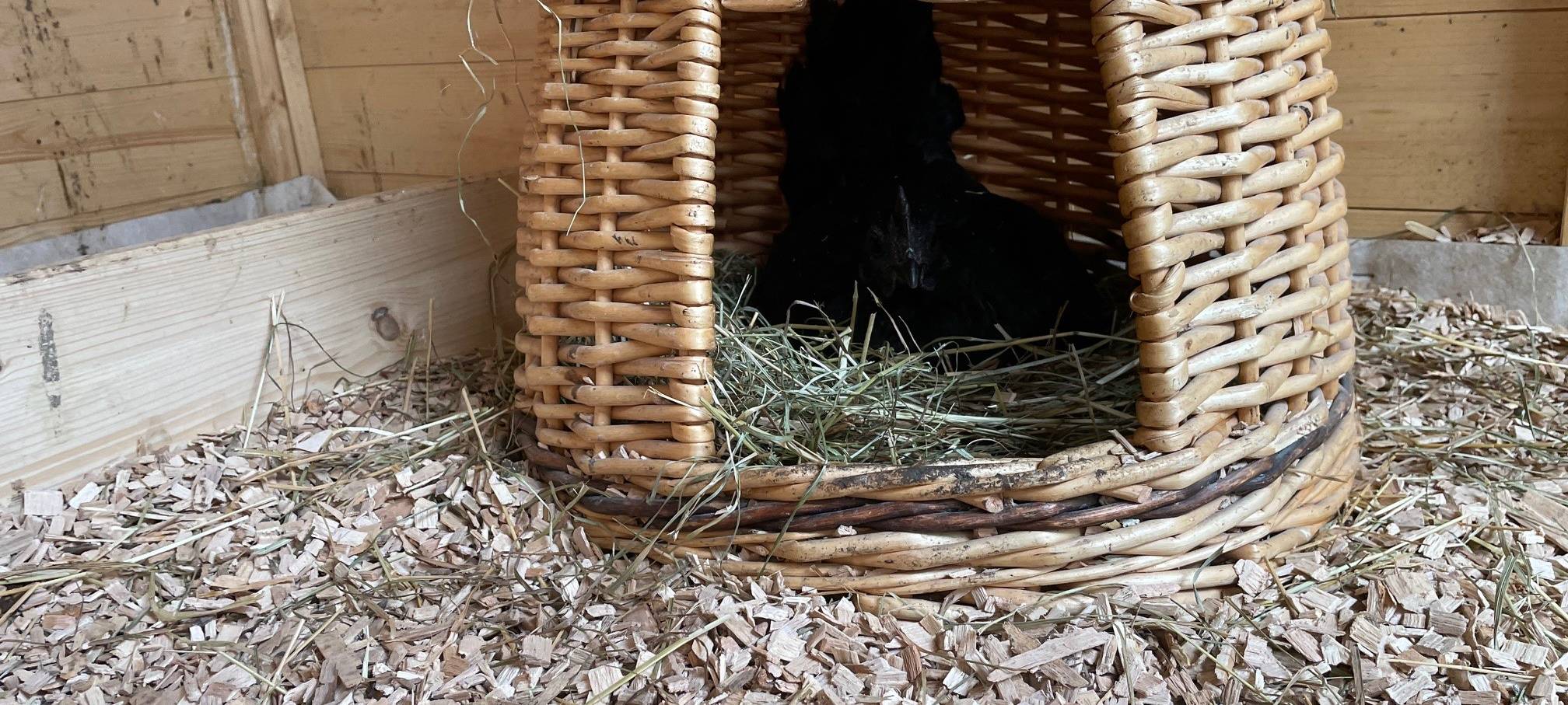 Tierheim Essen: Konstantin und seine Hennen