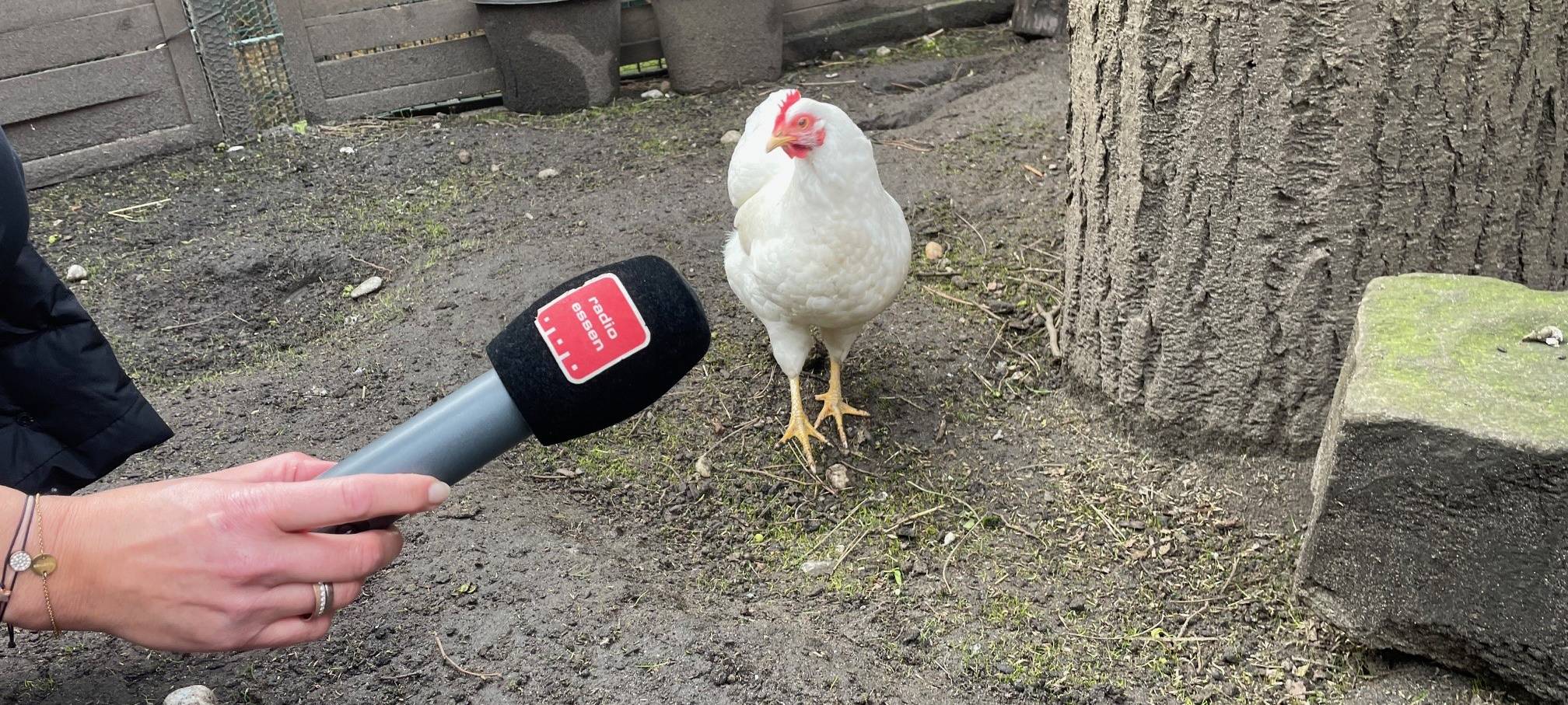Tierheim Essen: Konstantin und seine Hennen