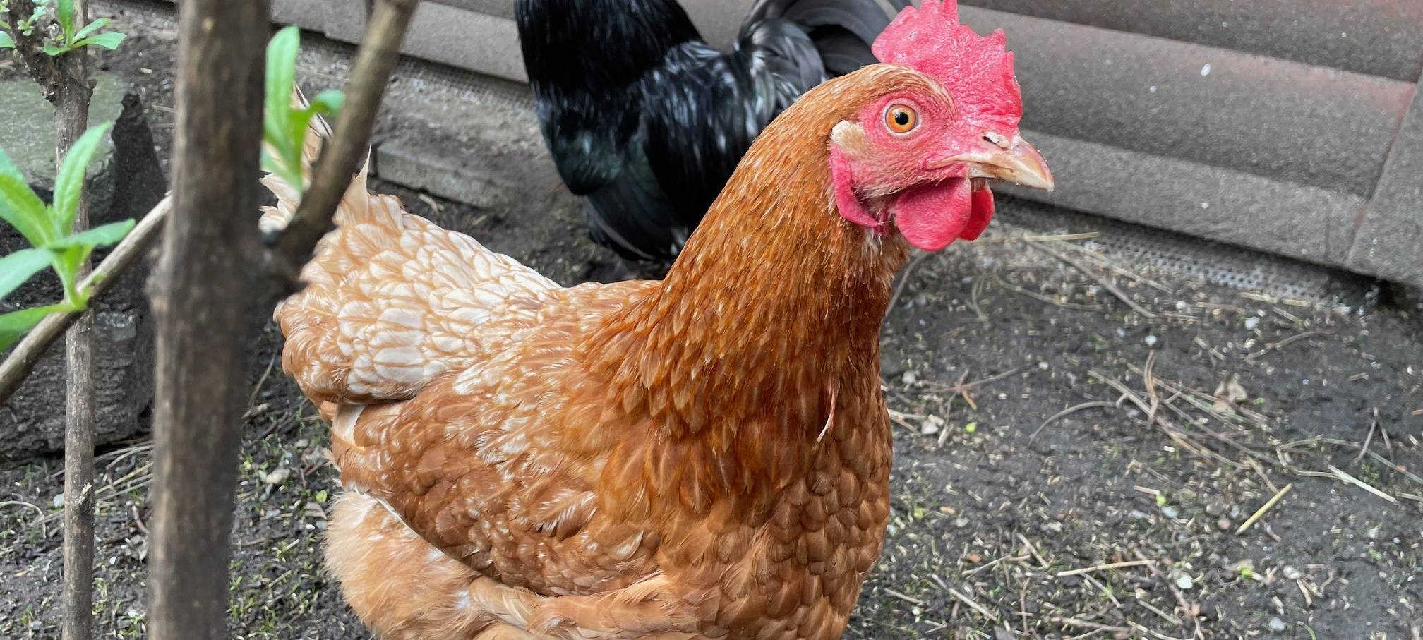 Tierheim Essen: Konstantin und seine Hennen
