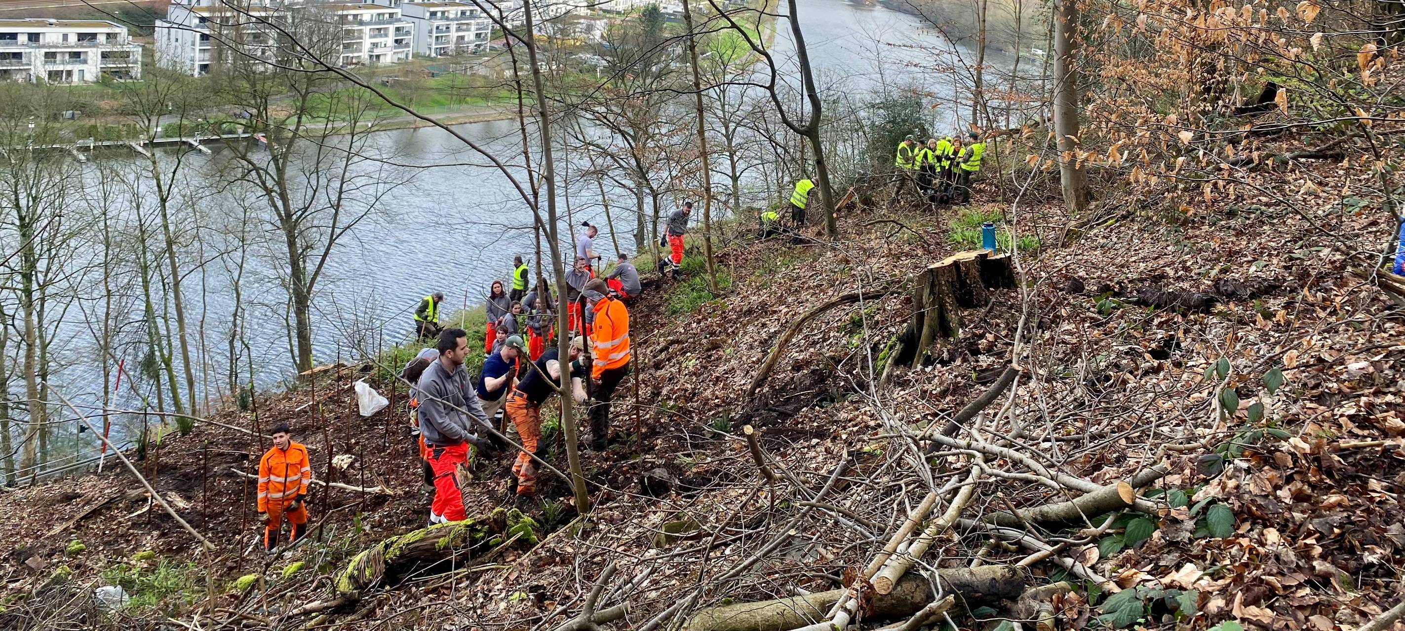 Abgerutschter Hang in Essen: Tausend neue Bäume gepflanzt