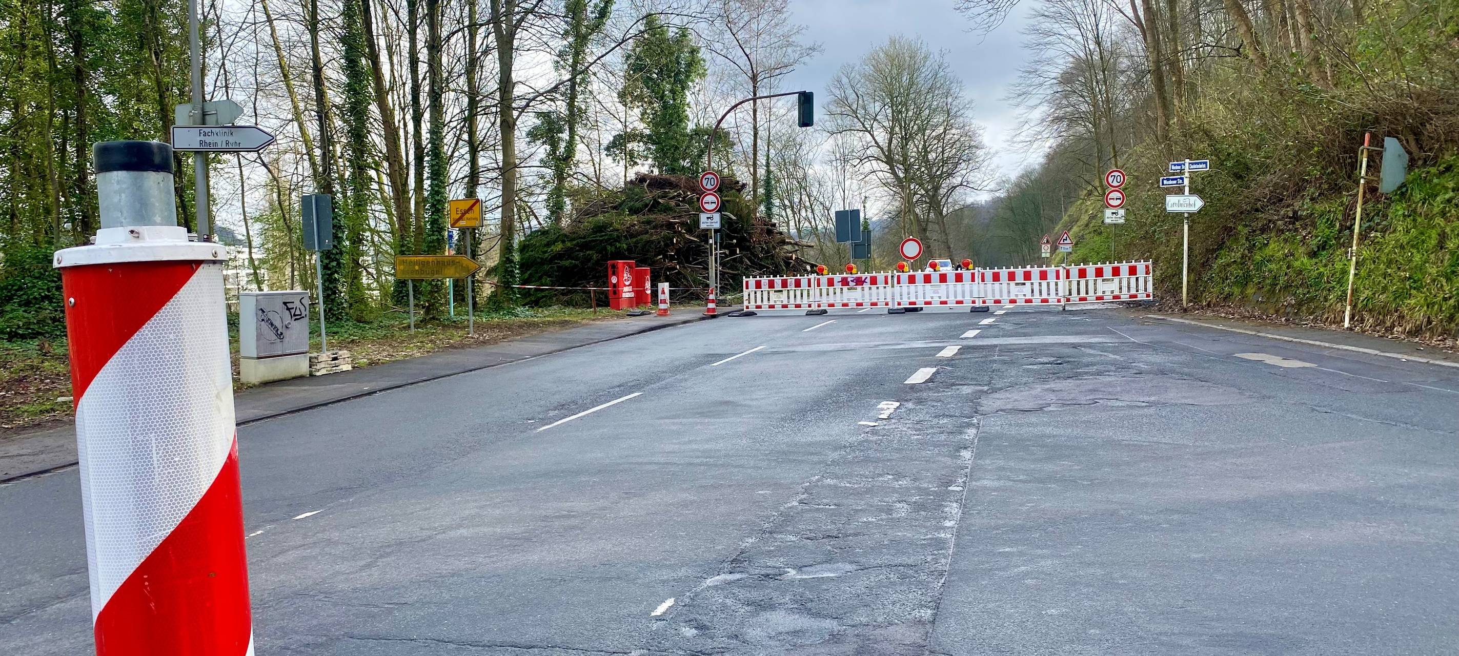 Abgerutschter Hang in Essen: Tausend neue Bäume gepflanzt
