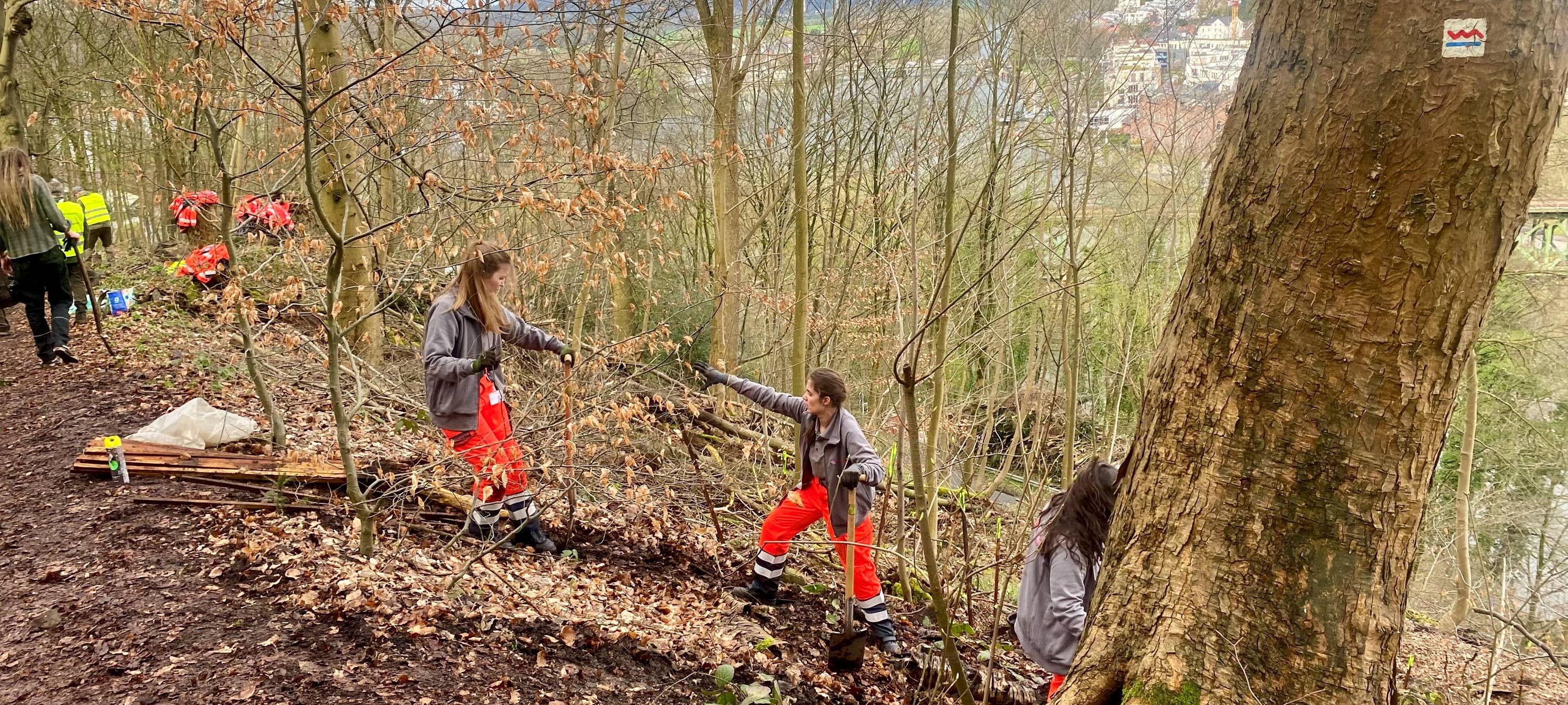 Abgerutschter Hang in Essen: Tausend neue Bäume gepflanzt