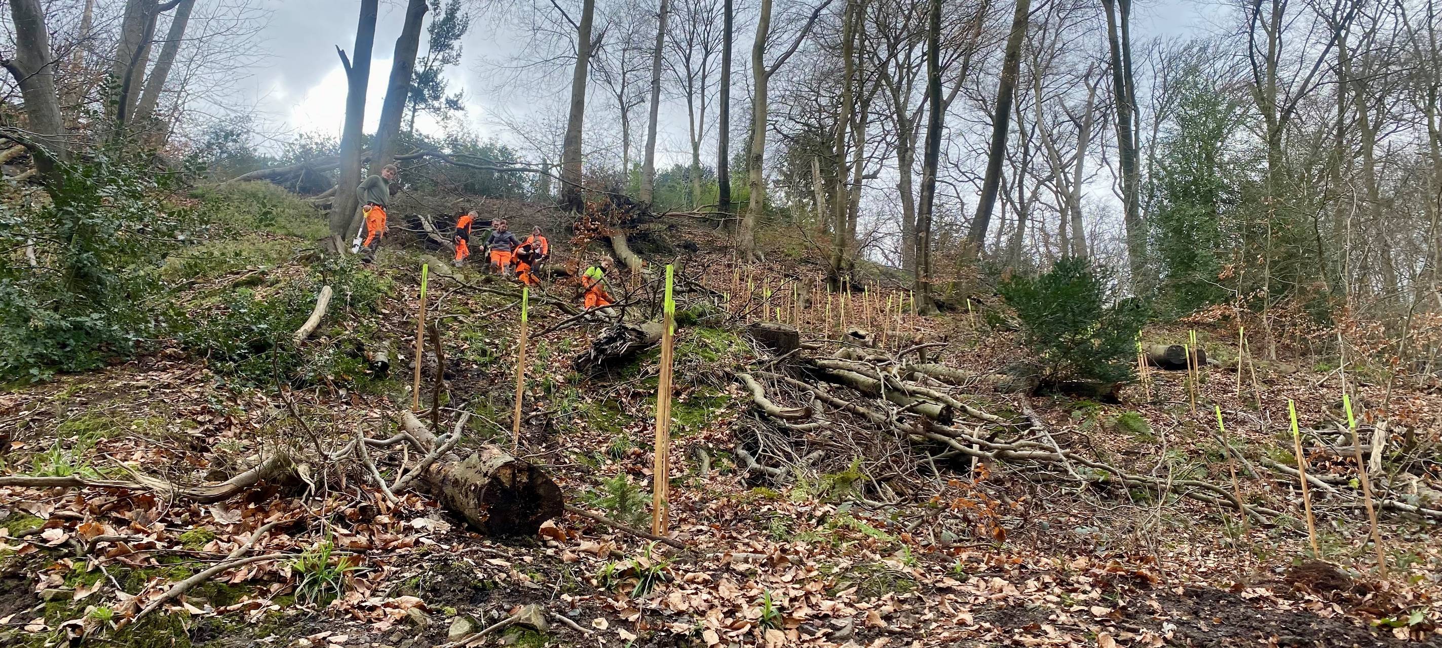Abgerutschter Hang in Essen: Tausend neue Bäume gepflanzt