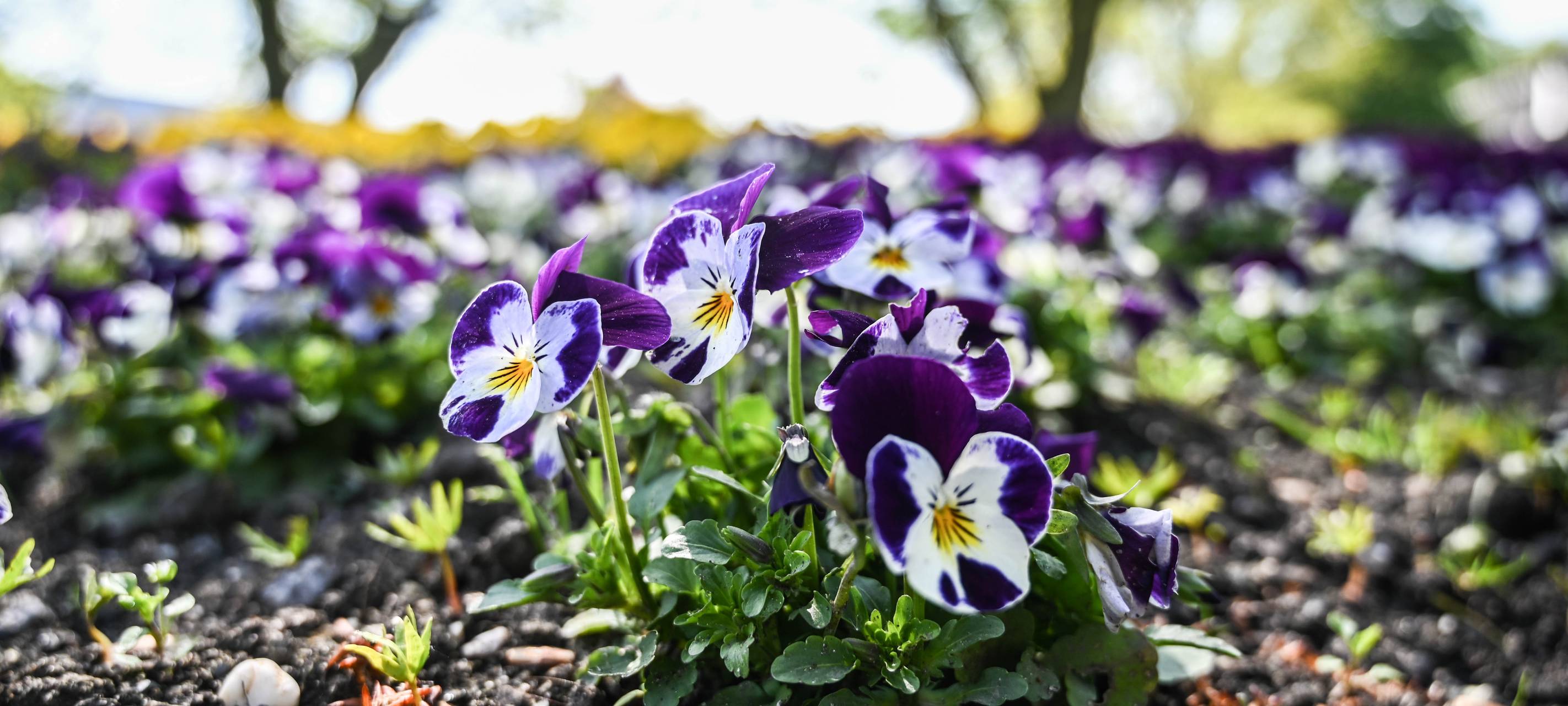 Frühling in Essen - das sind Eure Highlights