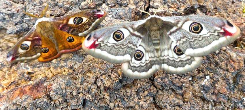 Sensation in Essen im Schmetterlingshaus