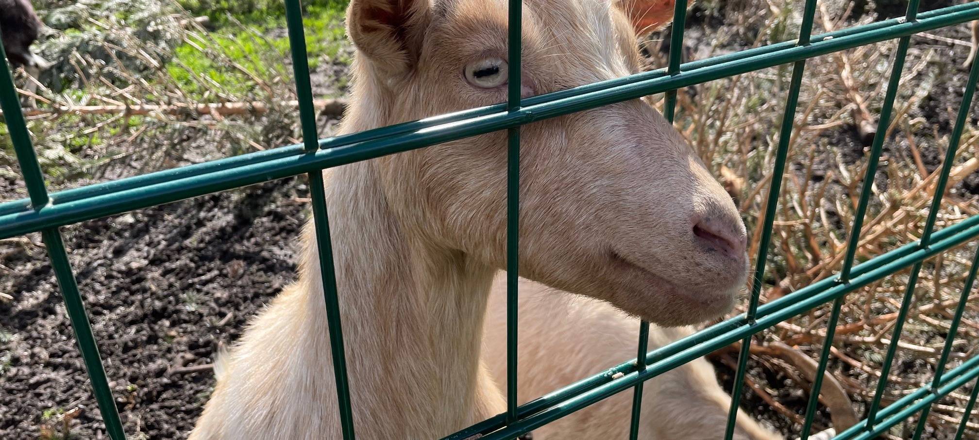 Osterfeuer in Essen mit dem Radio Essen-Stadtreporter unter Ziegen