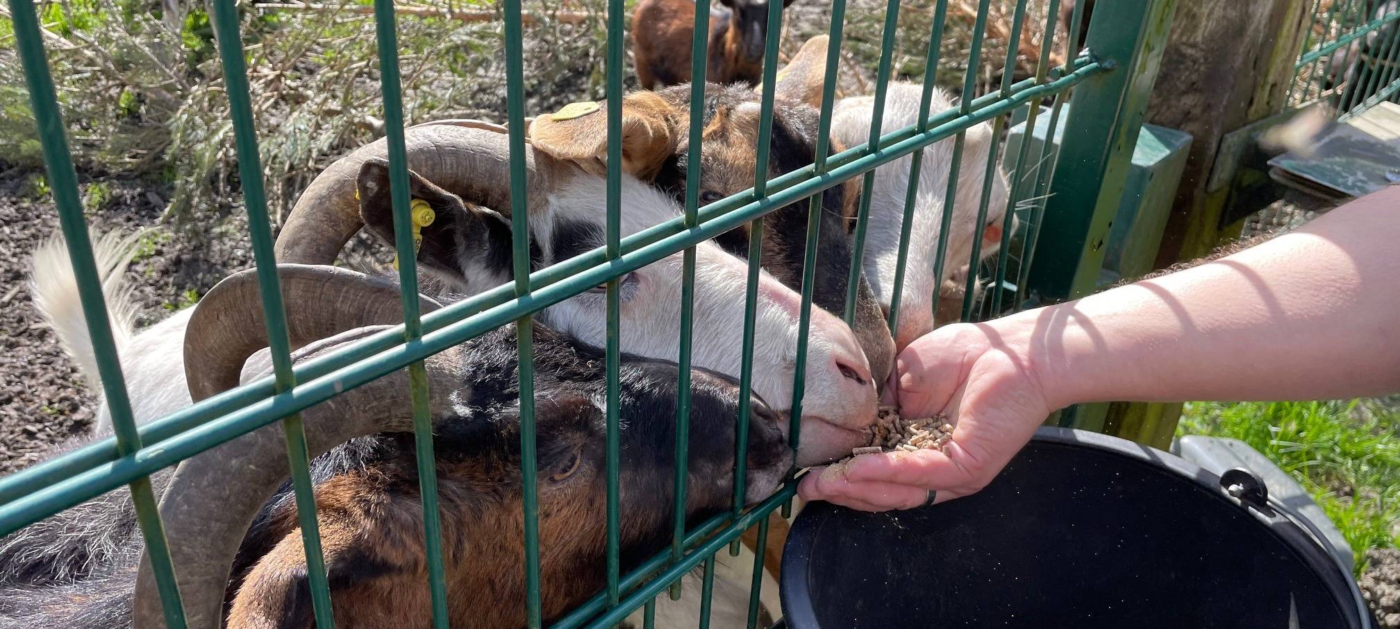 Osterfeuer in Essen mit dem Radio Essen-Stadtreporter unter Ziegen