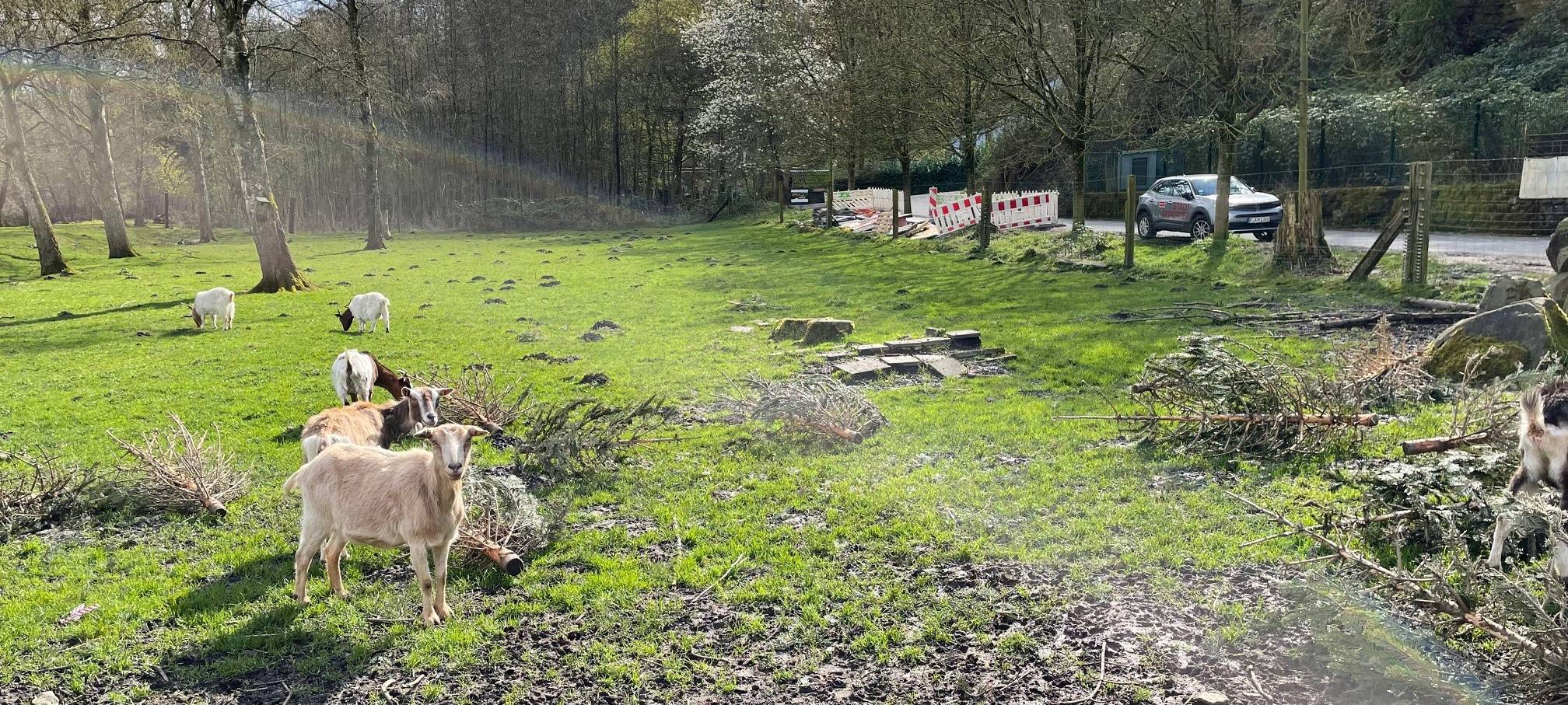 Osterfeuer in Essen mit dem Radio Essen-Stadtreporter unter Ziegen