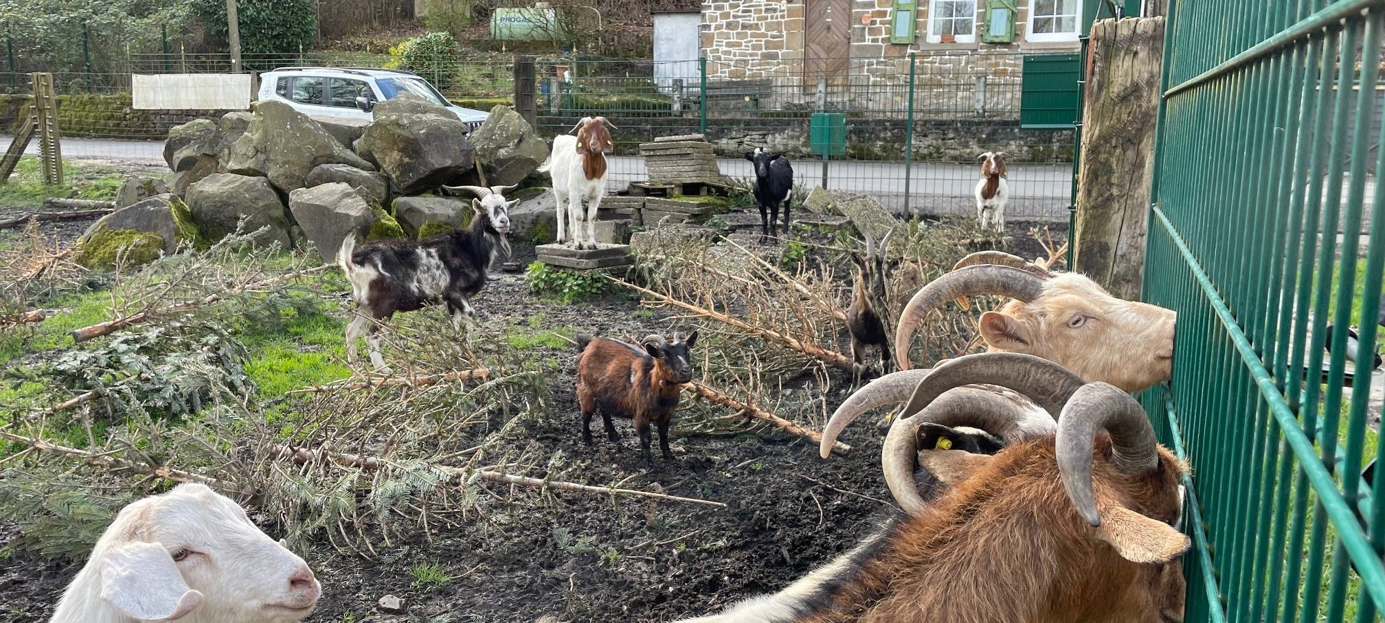 Osterfeuer in Essen mit dem Radio Essen-Stadtreporter unter Ziegen
