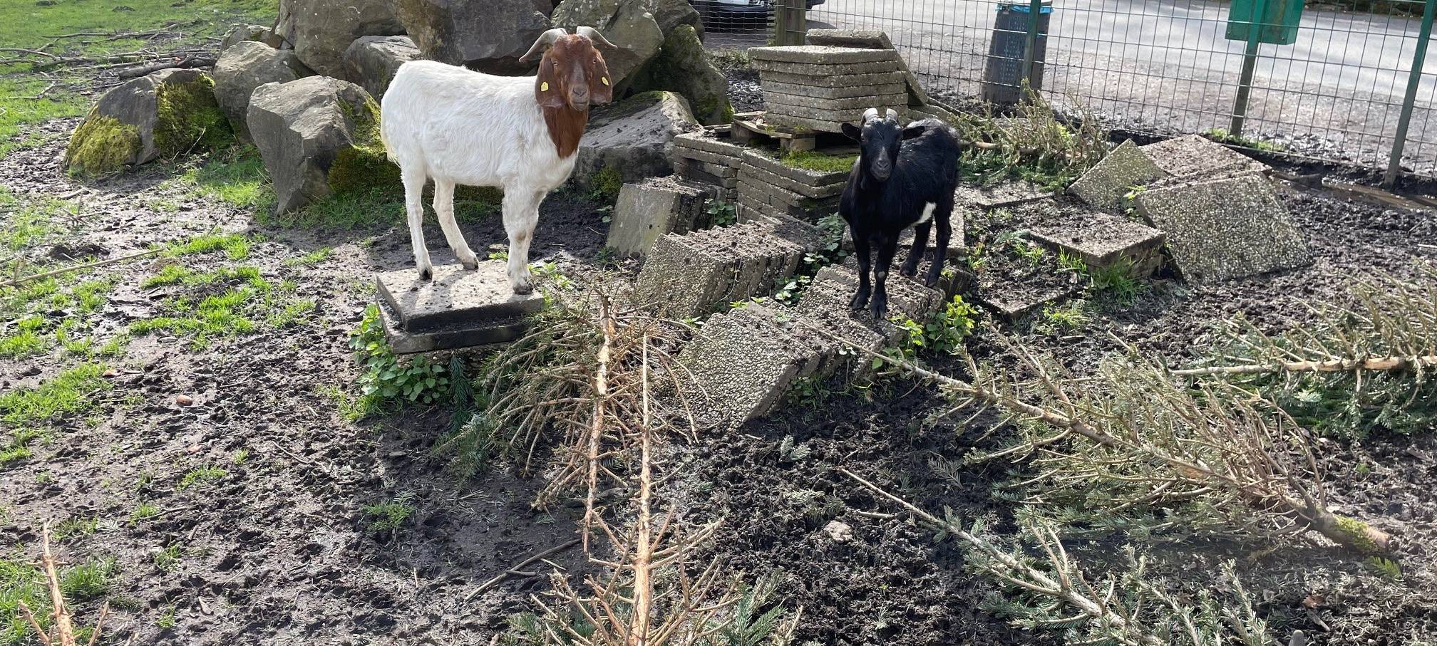 Osterfeuer in Essen mit dem Radio Essen-Stadtreporter unter Ziegen