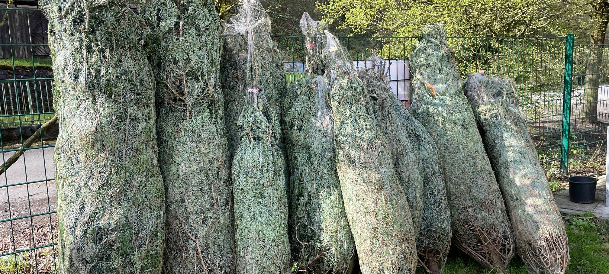 Osterfeuer in Essen mit dem Radio Essen-Stadtreporter unter Ziegen