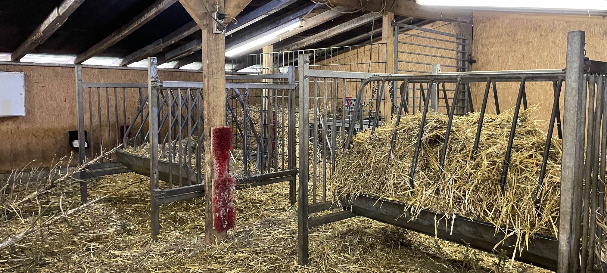 Osterfeuer in Essen mit dem Radio Essen-Stadtreporter unter Ziegen