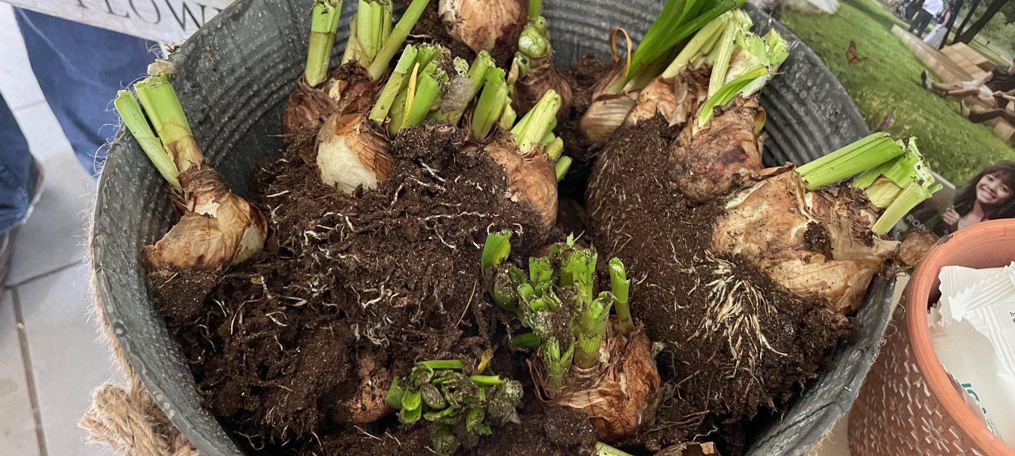 Essen hat wieder eine Pflanzensamenbank