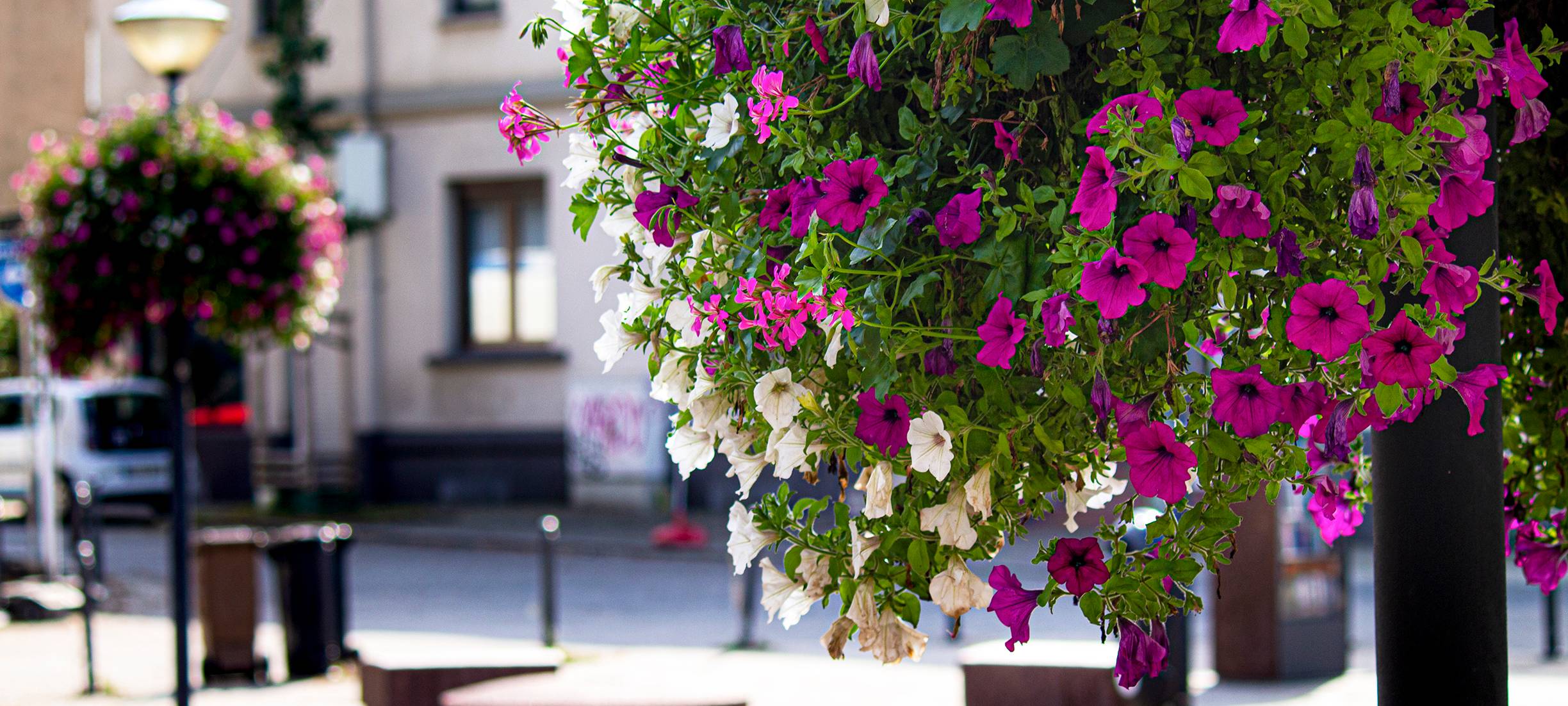 Stadtteile in Essen sollen wieder bunt blühen - noch fehlen Spenden
