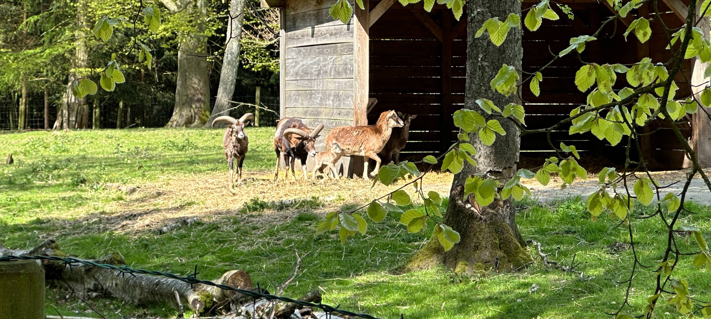 Heissiwald in Essen: Junges Mufflon-Baby geboren