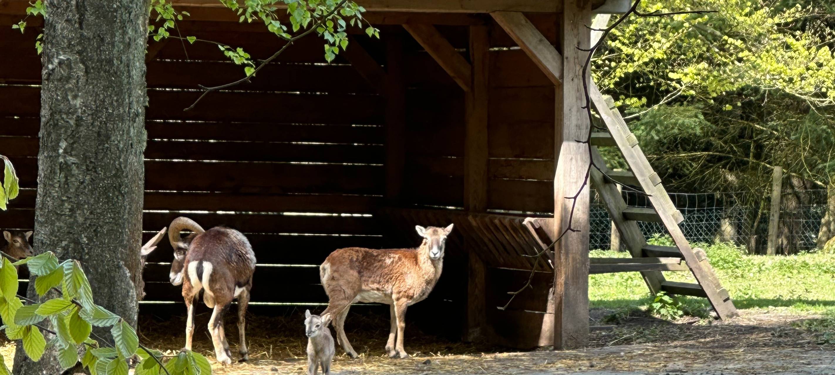 Heissiwald in Essen: Junges Mufflon-Baby geboren