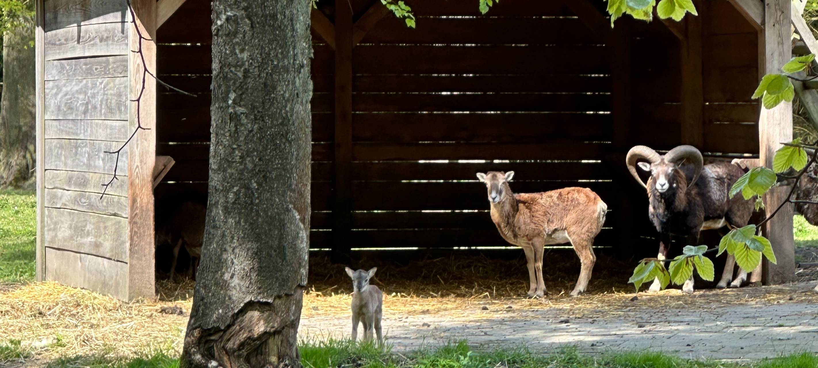 Heissiwald in Essen: Junges Mufflon-Baby geboren