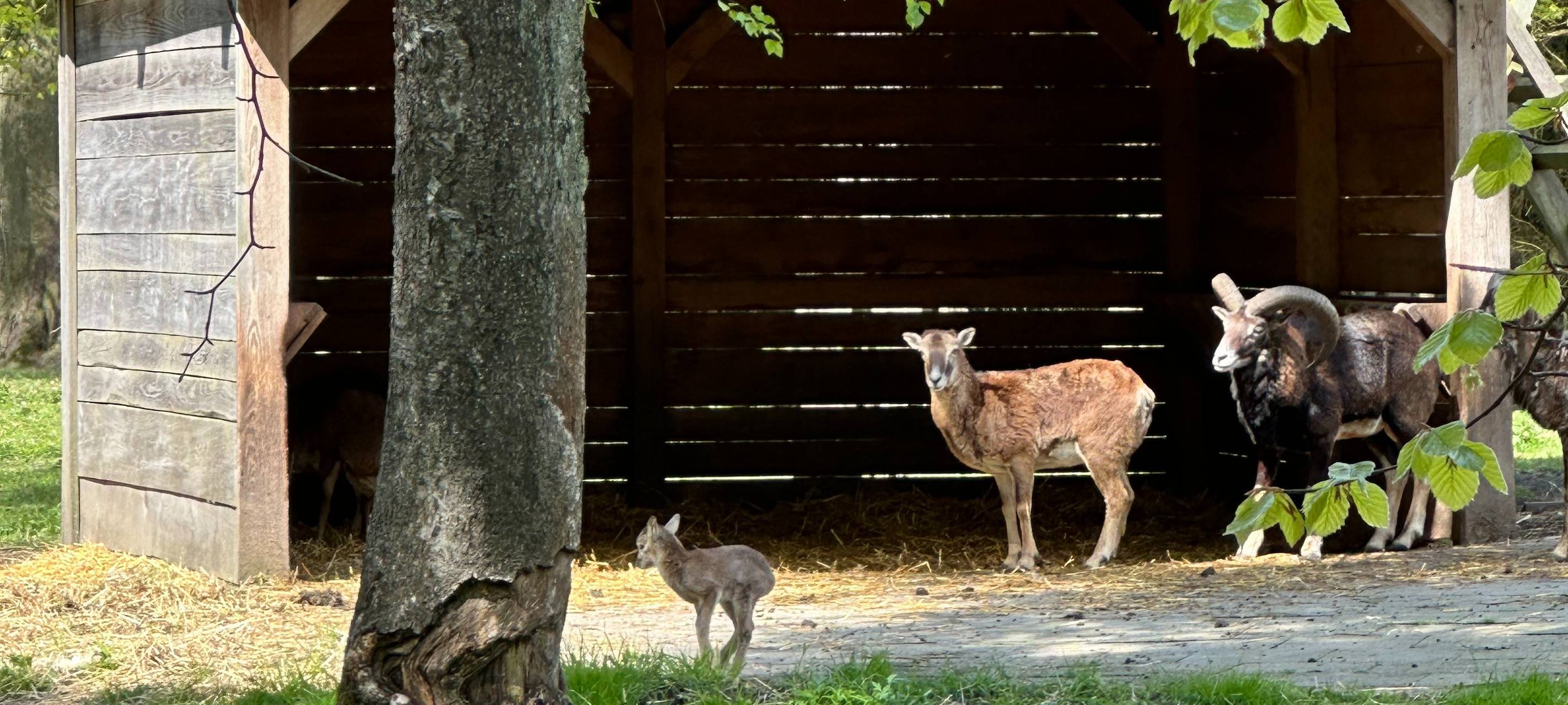 Heissiwald in Essen: Junges Mufflon-Baby geboren