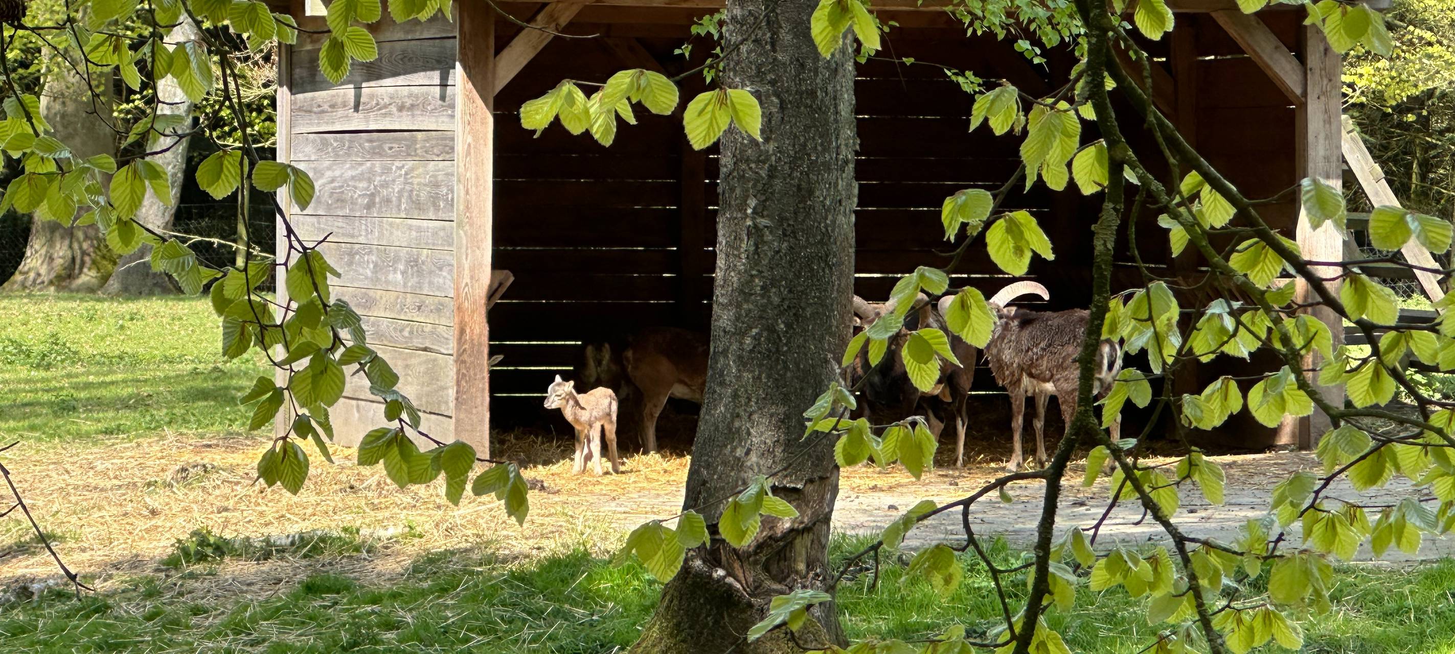 Heissiwald in Essen: Junges Mufflon-Baby geboren