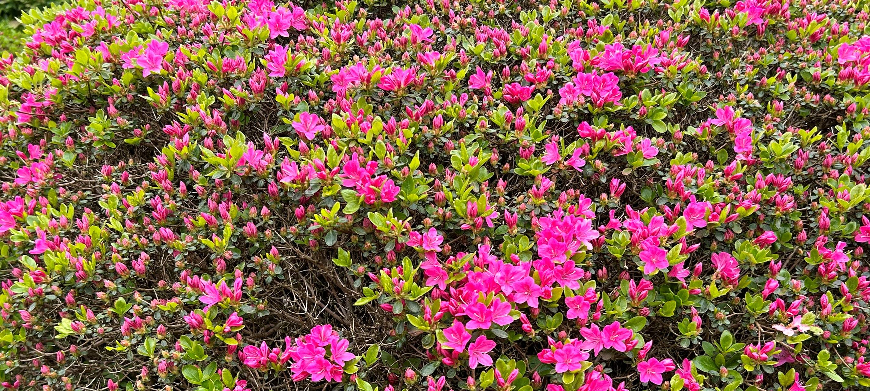 Gartenausstellung in Essen: Alle können mitmachen