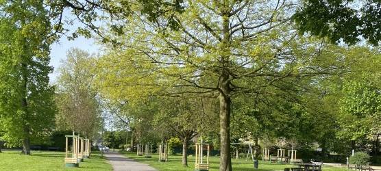 Neue Bäume in Essen: Grün und Gruga beendet die Pflanzsaison