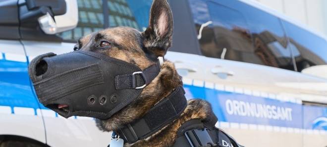 Pilotprojekt in Essen - Hund auf Streife mit dem Ordnungsamt