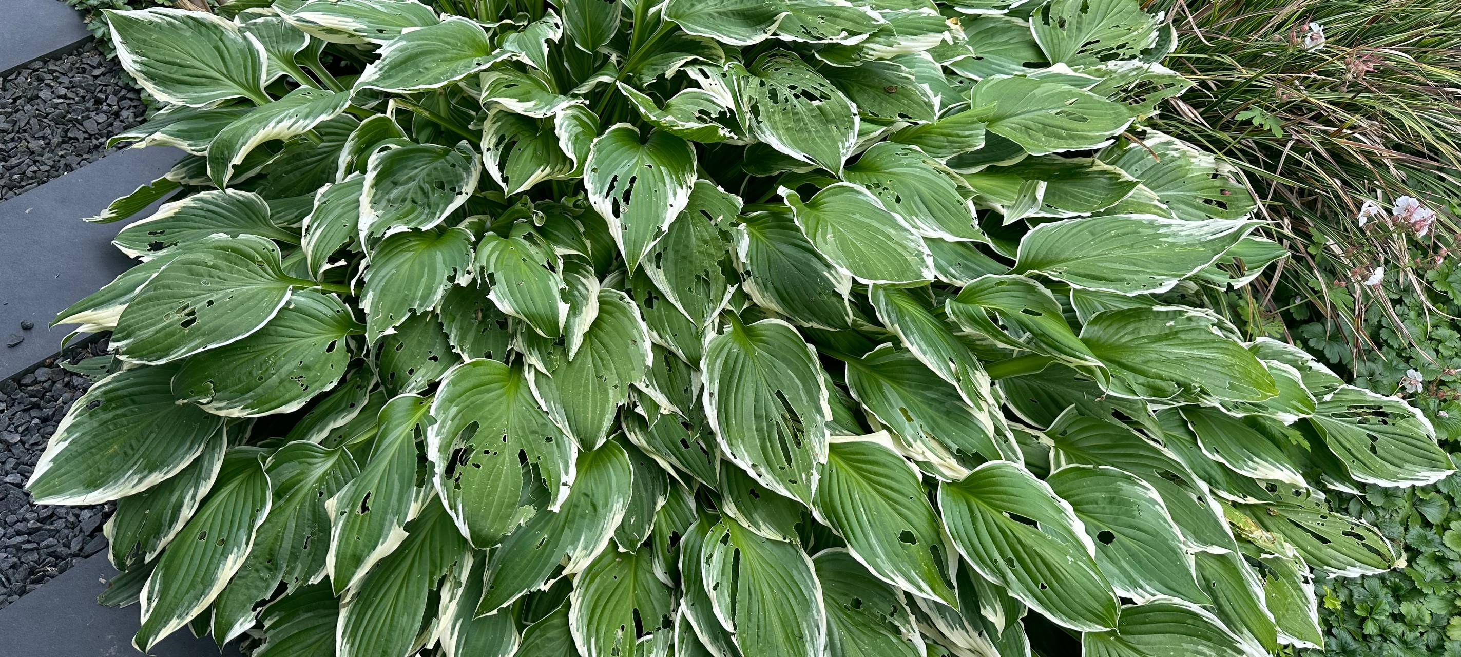 Schnecken in Essen: Das hilft gegen abgefressene Gartenpflanzen