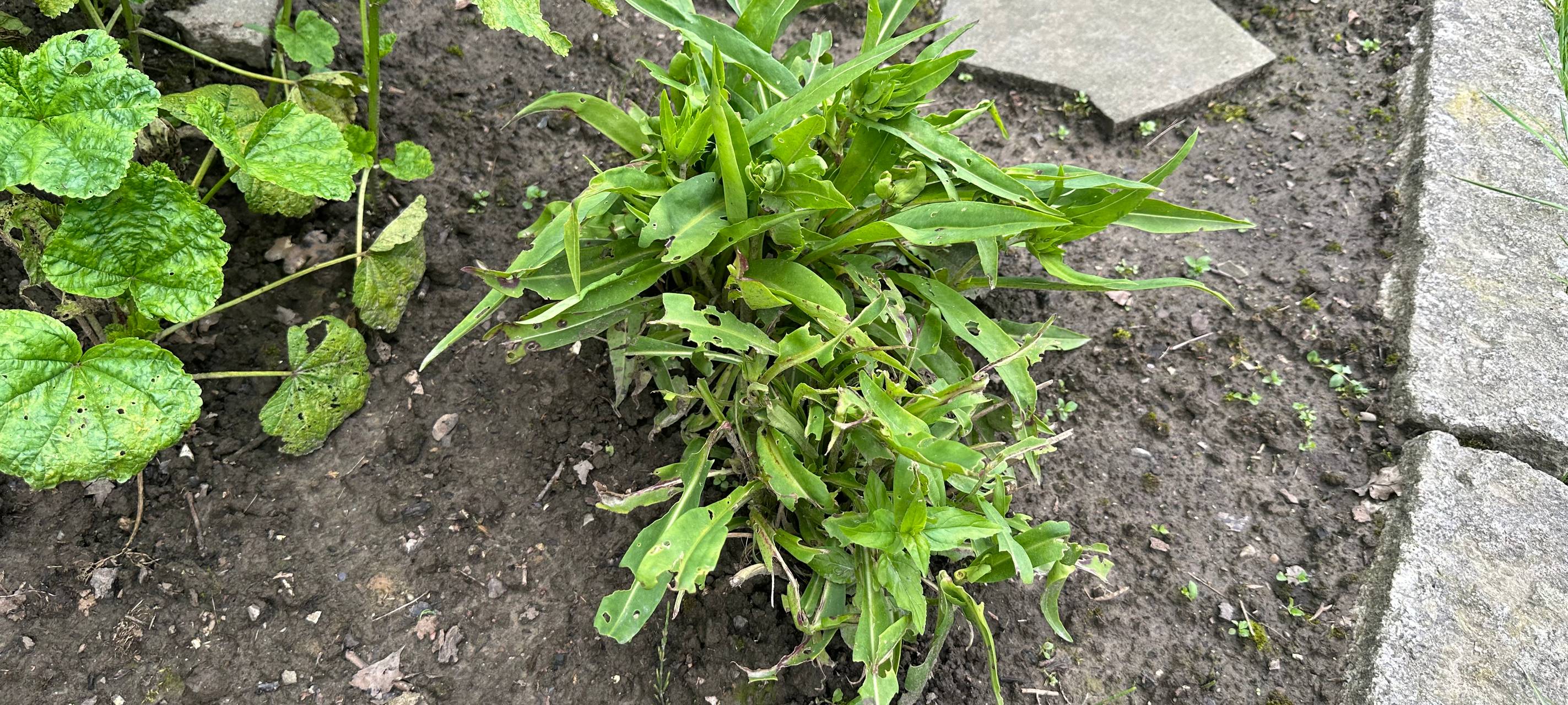Schnecken in Essen: Das hilft gegen abgefressene Gartenpflanzen