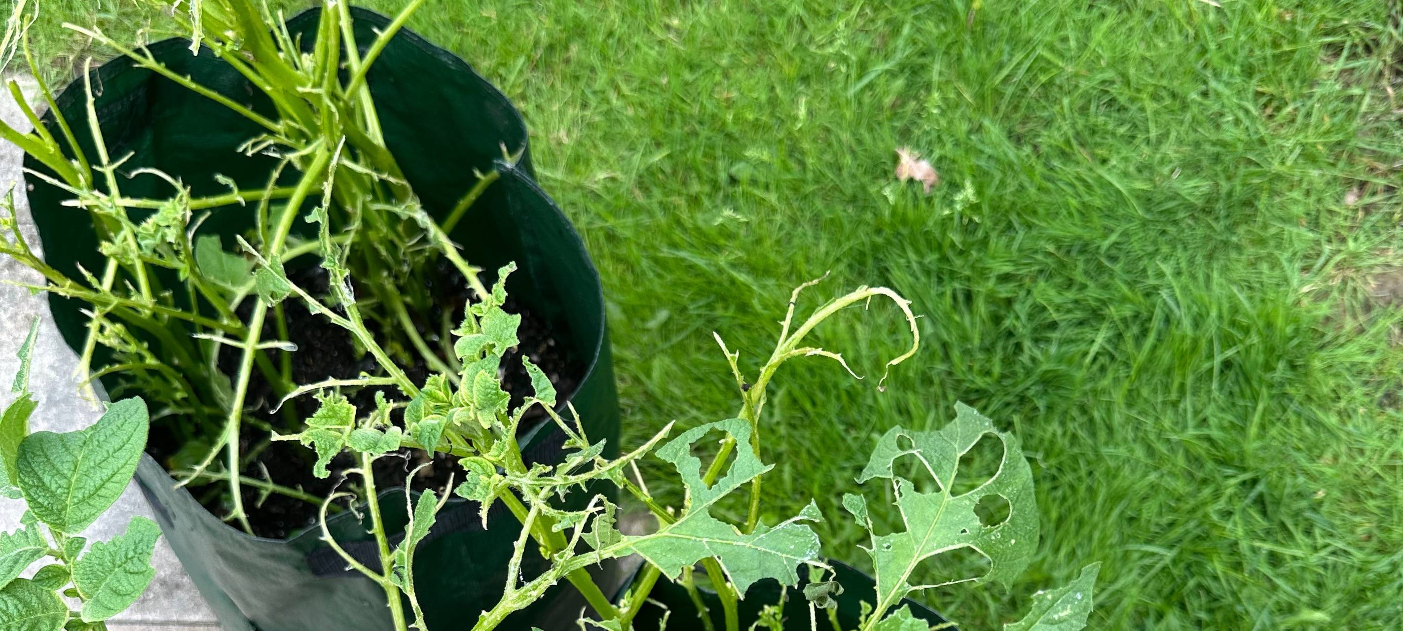 Schnecken in Essen: Das hilft gegen abgefressene Gartenpflanzen