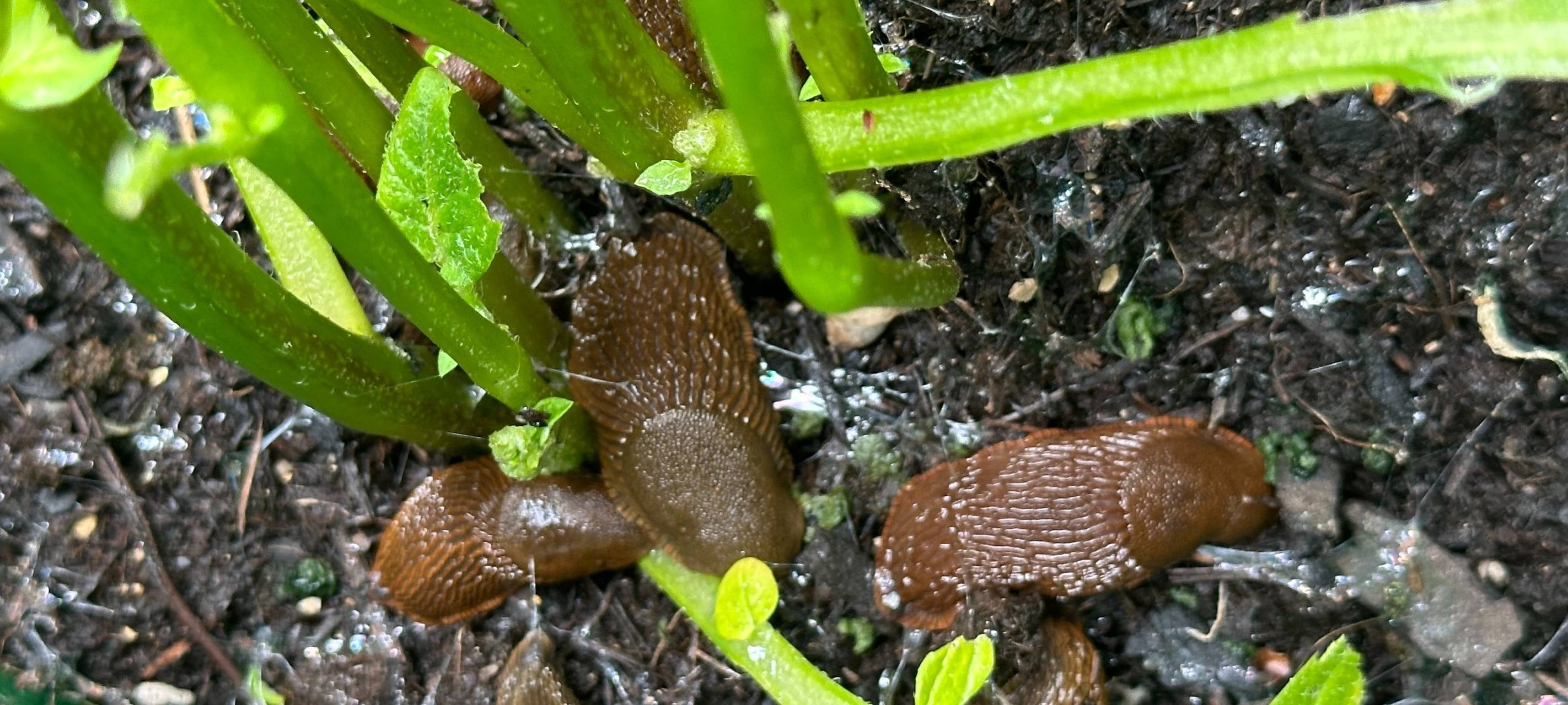 Schnecken in Essen: Das hilft gegen abgefressene Gartenpflanzen