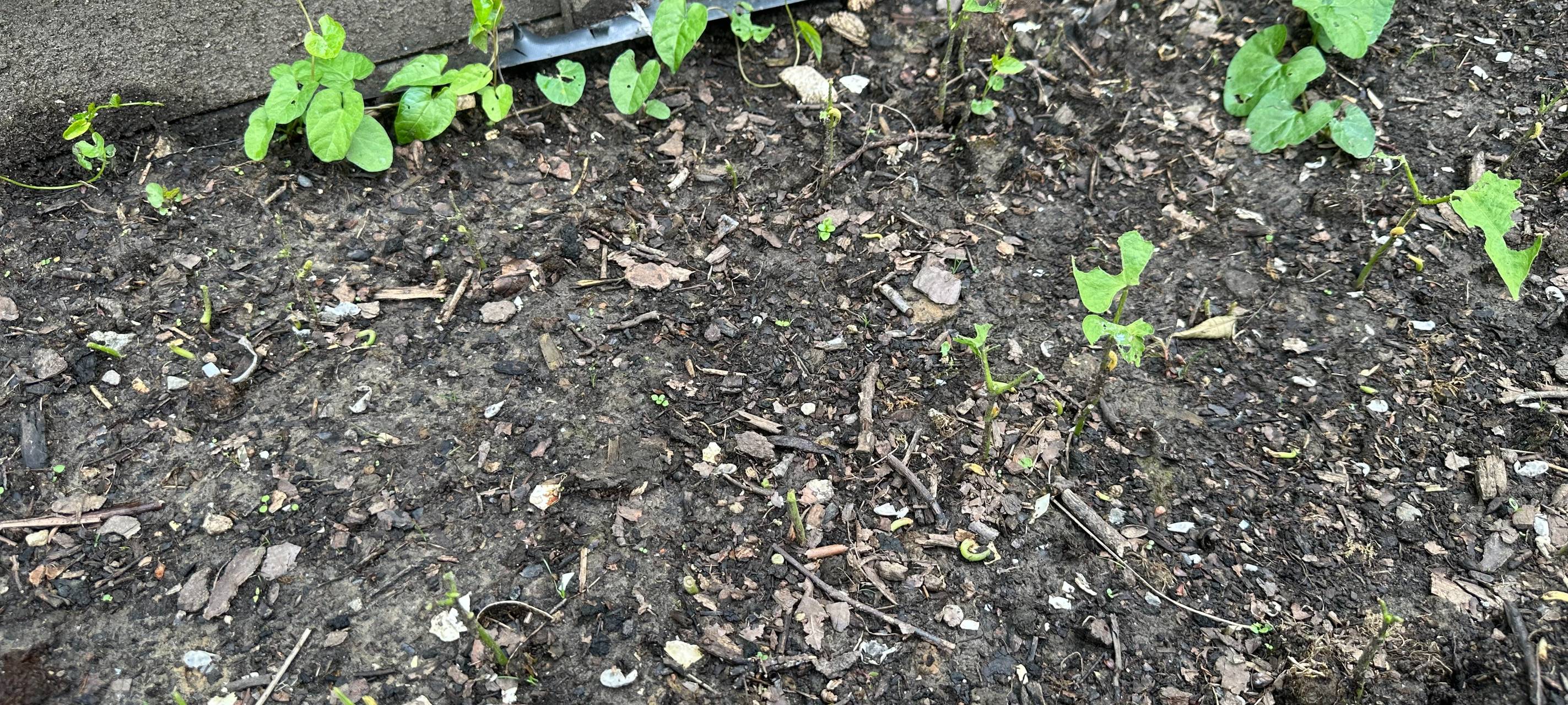 Schnecken in Essen: Das hilft gegen abgefressene Gartenpflanzen