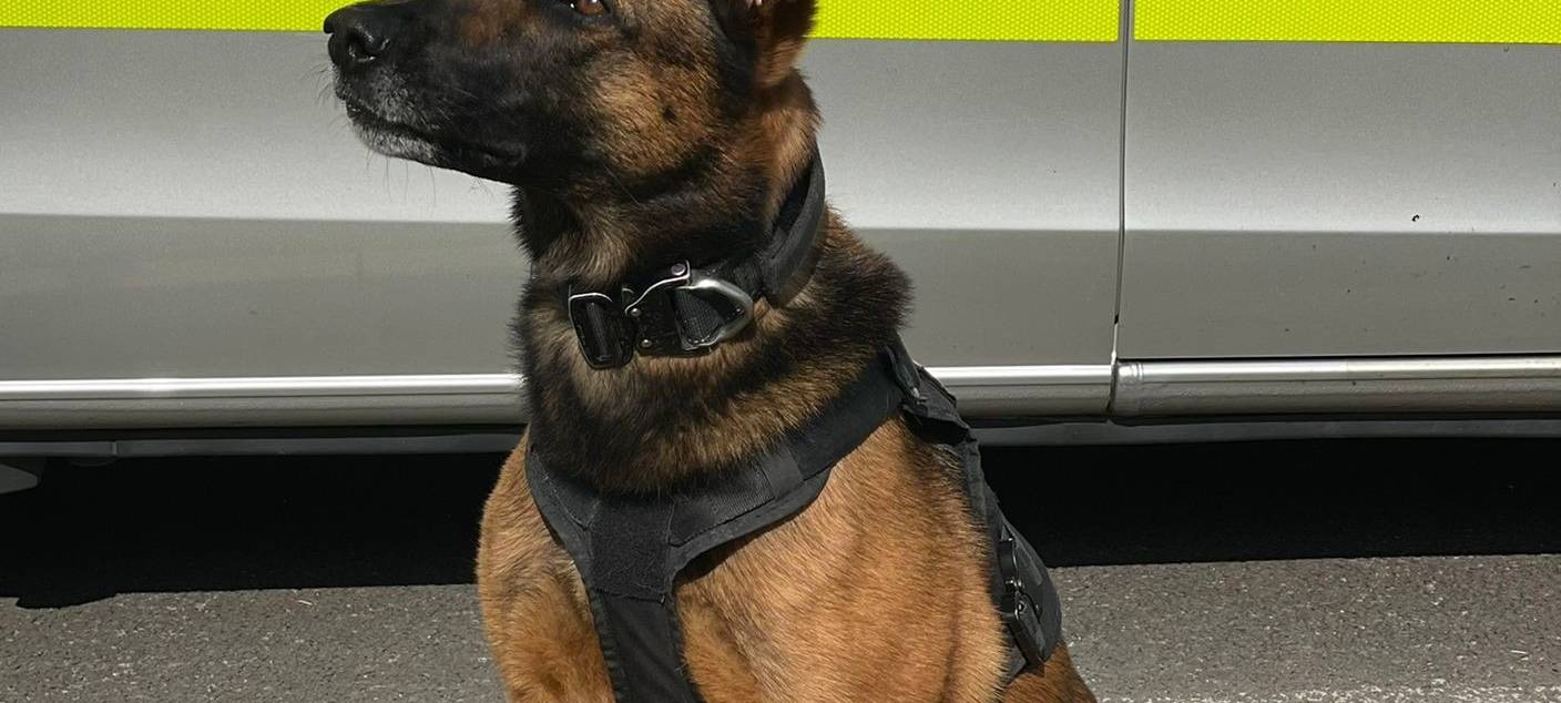 Einbrecher in Essen geschnappt - Polizeihündin beißt zu