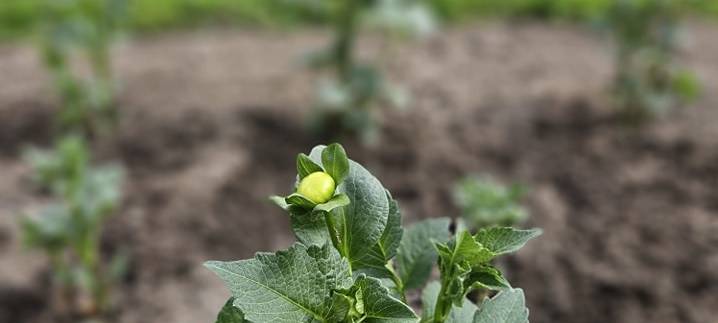 Grugapark in Essen: 1000 neue Dahlien gepflanzt