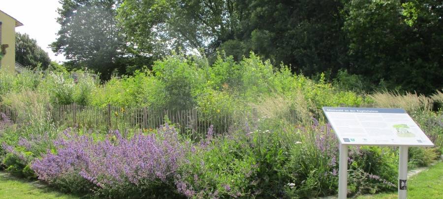 Miniwald in Essen entwickelt sich gut